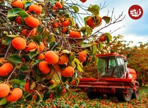 ببینید| چگونه کشاورزان ژاپنی گران ترین خرمالوی جهان را برداشت می کنند؟