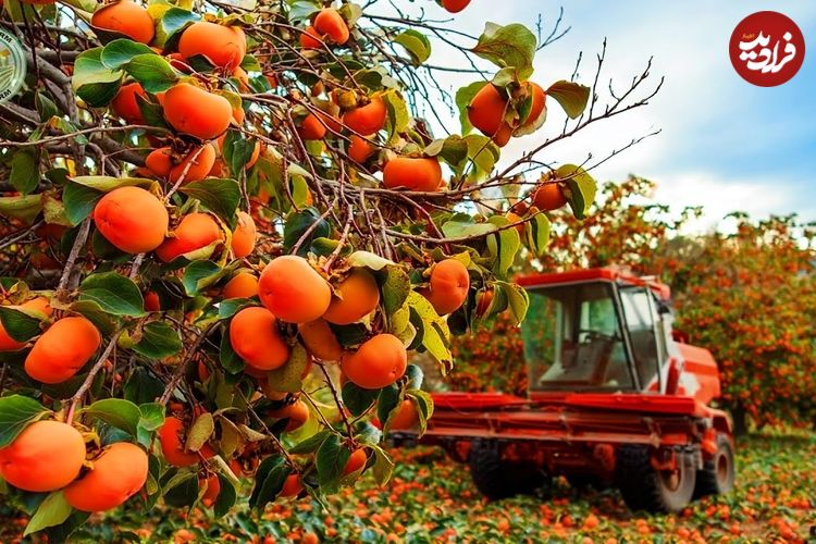 ببینید| چگونه کشاورزان ژاپنی گران ترین خرمالوی جهان را برداشت می کنند؟