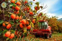 ببینید| چگونه کشاورزان ژاپنی گران ترین خرمالوی جهان را برداشت می کنند؟