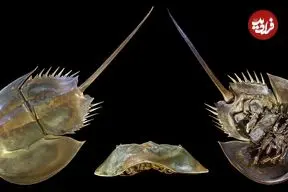 ببینید| فیلمی از خرچنگ نعل اسبی؛ موجودی که از زمان دایناسور‌ها وجود دارد و خون او هم‌قیمت طلاست