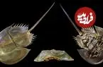 ببینید| فیلمی از خرچنگ نعل اسبی؛ موجودی که از زمان دایناسور‌ها وجود دارد و خون او هم‌قیمت طلاست