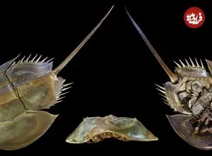 ببینید| فیلمی از خرچنگ نعل اسبی؛ موجودی که از زمان دایناسور‌ها وجود دارد و خون او هم‌قیمت طلاست