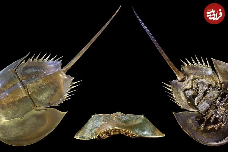 ببینید| فیلمی از خرچنگ نعل اسبی؛ موجودی که از زمان دایناسور‌ها وجود دارد و خون او هم‌قیمت طلاست