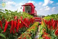 ببینید| چگونه آمریکایی ها صدها تن فلفل قرمز را برداشت و فرآوری می کنند؟