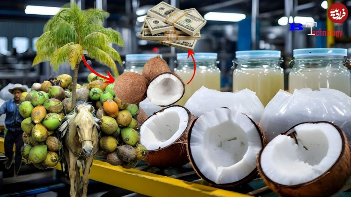 ببینید؛ فرآیند تماشایی برداشت و فرآوری نارگیل در تایلند