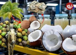 ببینید؛ فرآیند تماشایی برداشت و فرآوری نارگیل در تایلند