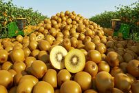 ببینید| چگونه آمریکایی ها صدها تن کیوی را برداشت و فرآوری می کنند؟
