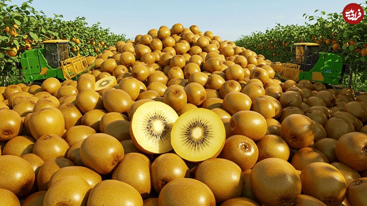 ببینید| چگونه آمریکایی ها صدها تن کیوی را برداشت و فرآوری می کنند؟