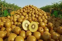 ببینید| چگونه آمریکایی ها صدها تن کیوی را برداشت و فرآوری می کنند؟