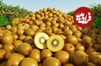 ببینید| چگونه آمریکایی ها صدها تن کیوی را برداشت و فرآوری می کنند؟