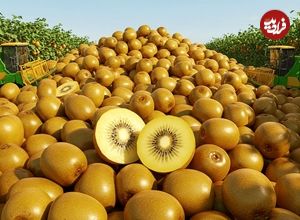 ببینید| چگونه آمریکایی ها صدها تن کیوی را برداشت و فرآوری می کنند؟