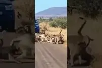 (ویدئو) درس عبرتی که میمون ها به یک پلنگ مغرور دادند!