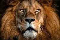 عکس؛ ۶۰۰۰ سال پیش، شیر سر این مرد را گاز گرفت؛ اما زنده ماند!