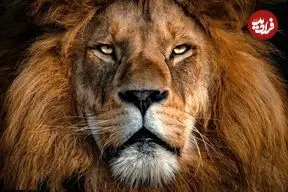 عکس؛ ۶۰۰۰ سال پیش، شیر سر این مرد را گاز گرفت؛ اما زنده ماند!