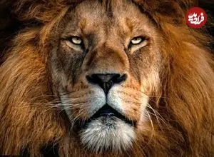 عکس؛ ۶۰۰۰ سال پیش، شیر سر این مرد را گاز گرفت؛ اما زنده ماند!