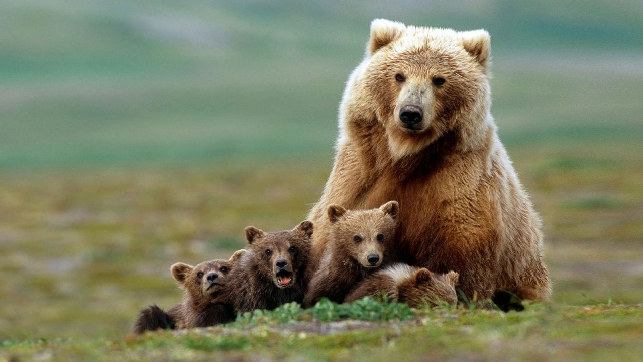 (ویدئو) ضیافت خانوادگی خرس‌های قهوه‌ای در سوادکوه
