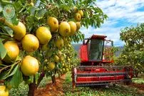 ببینید| چگونه ژاپنی ها گران ترین گلابی جهان را برداشت می کنند؟