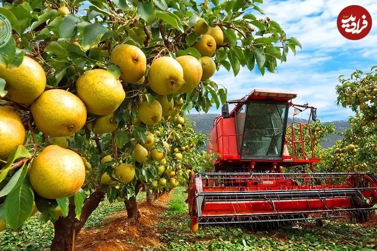 ببینید| چگونه ژاپنی ها گران ترین گلابی جهان را برداشت می کنند؟