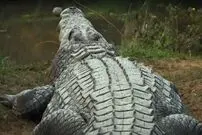 (تصاویر) هِنری ۱۲۳ ساله؛ پیرترین تمساح جهان با ۶ همسر و ۱۰ هزار بچه