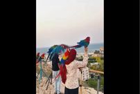 ببینید؛ زن عمانی که با طوطی‌ها ارتباط خوبی دارد 