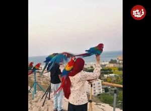 ببینید؛ زن عمانی که با طوطی‌ها ارتباط خوبی دارد 