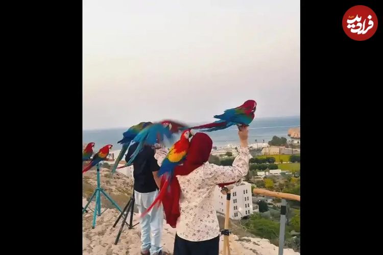 ببینید؛ زن عمانی که با طوطی‌ها ارتباط خوبی دارد 