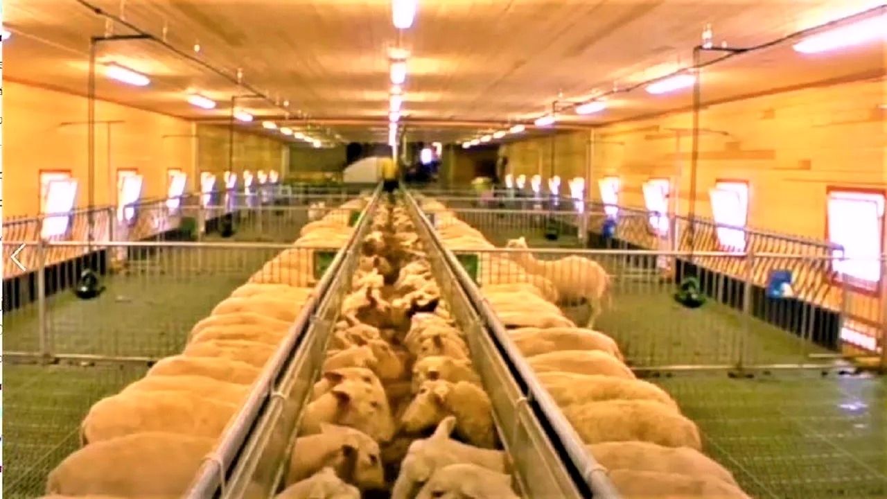 (ویدئو) فناوری مدرن و دیدنی اروپایی ها برای پروار کردن هزاران گوسفندان