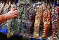 ببینید| غذای خیابانی در تایلند؛ کباب لابستر رنگین کمانی بزرگ در هوا هین