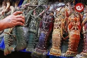 ببینید| غذای خیابانی در تایلند؛ کباب لابستر رنگین کمانی بزرگ در هوا هین