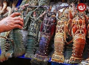 ببینید| غذای خیابانی در تایلند؛ کباب لابستر رنگین کمانی بزرگ در هوا هین