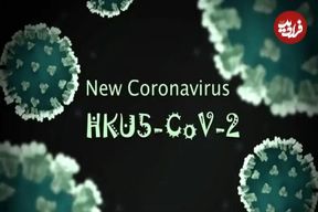 فقط یک جهش کوچک تا «اپیدمی»؛ کروناویروسِ HKU۵-CoV۲ در کمین؛ باز هم پای خفاش‌ها در میان است؟