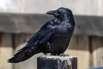 (ویدئو) آموزش عجیب کلاغ برای جمع‌آوری پول و سکه!