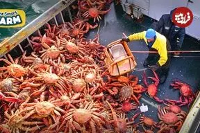 ببینید| مراحل دیدنی صید و فرآوری هزاران تن خرچنگ آلاسکایی قرمز