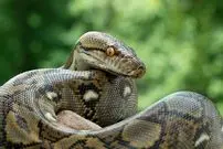 چرا مارها دست و پا ندارند؟