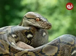 چرا مارها دست و پا ندارند؟