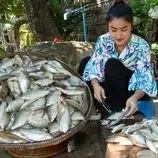 ببینید| غذای روستایی در کامبوج؛ پخت 4 مدل غذا با ماهی آب شیرین