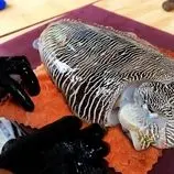 ببینید| غذای خیابانی در ویتنام؛ برش و پخت غذاهای سنتی با ماهی مرکب در هانوی