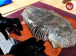 ببینید| غذای خیابانی در ویتنام؛ برش و پخت غذاهای سنتی با ماهی مرکب در هانوی