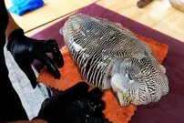 ببینید| غذای خیابانی در ویتنام؛ برش و پخت غذاهای سنتی با ماهی مرکب در هانوی