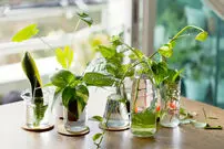 راهکارهای موثر و کلیدی برای تکثیر گیاه
