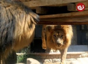 (تصاویر) باغ‌وحش صفادشت تعطیل شد؛ عکس هایی از شرایط دردناک حیوانات