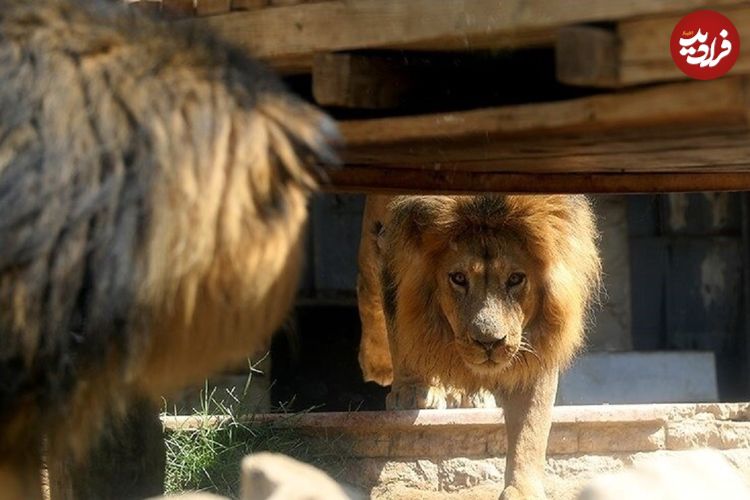 (تصاویر) باغ‌وحش صفادشت تعطیل شد؛ عکس هایی از شرایط دردناک حیوانات