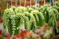 کاشت و نگهداری گیاه سدوم