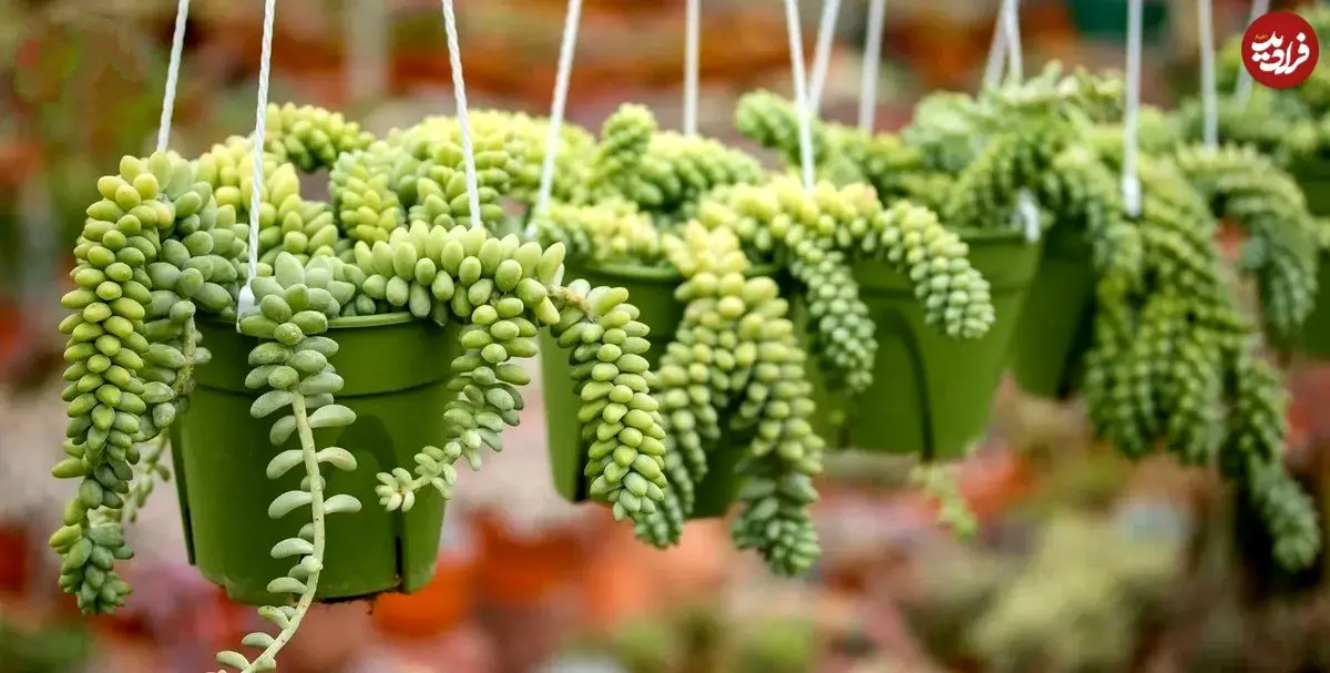 کاشت و نگهداری گیاه سدوم