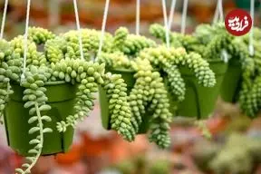 کاشت و نگهداری گیاه سدوم