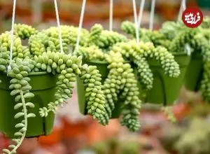 کاشت و نگهداری گیاه سدوم