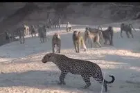 (ویدیو) لحظه باورنکردنی حمله گله میمون‌ها به پلنگ وحشی!