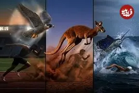 تصاویر| انسان در برابر طبیعت؛ چرا قهرمانان المپیک در برابر حیوانات معمولی شانسی ندارند؟