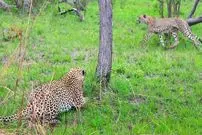 ببینید| یوزپلنگ حواس پرت مستقیم به سمت پلنگ رفت!