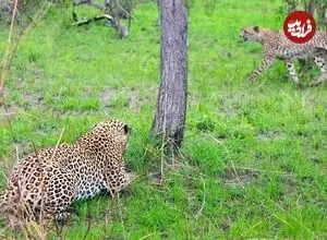 ببینید| یوزپلنگ حواس پرت مستقیم به سمت پلنگ رفت!